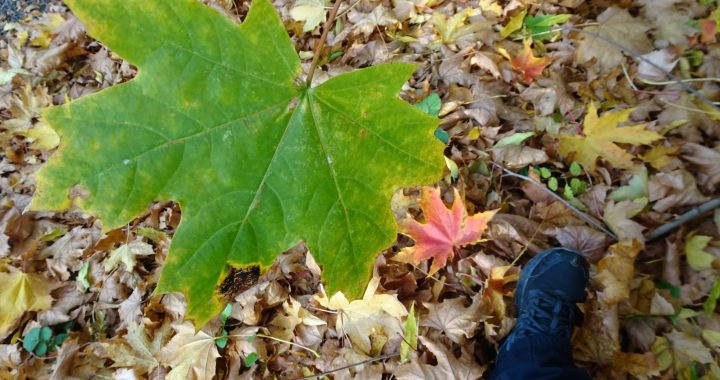 20.10.2024 – 18. Erlebniswandertag & Nordic Walking